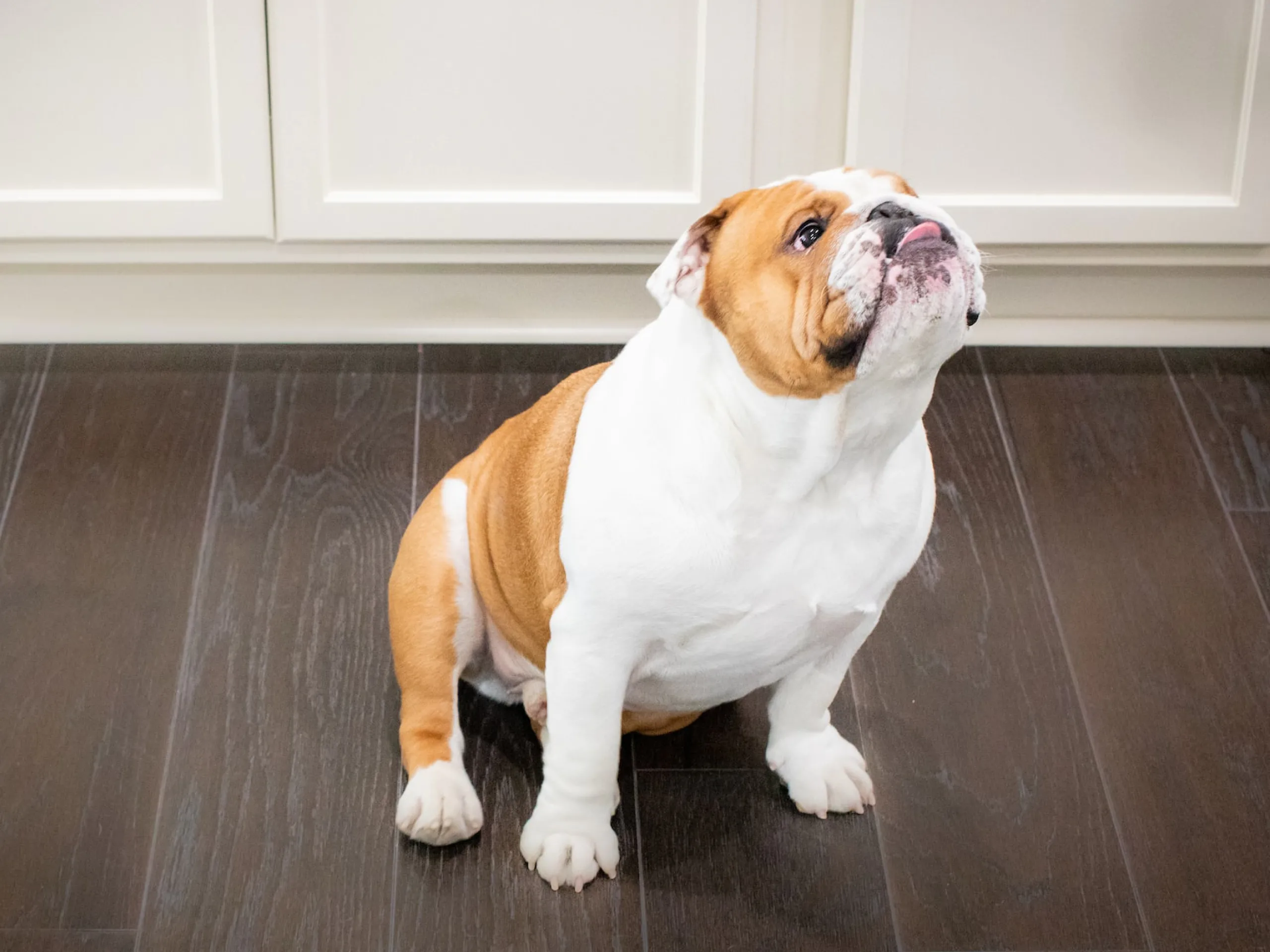 Here's why your pottytrained dog is having accidents inside